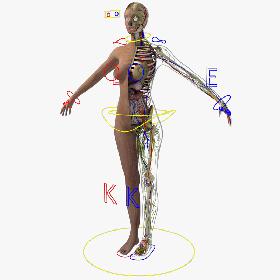 Ultimate Complete Rigged Female